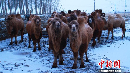 ��ɳĮ֮�ۡ���������;�½���������Ʈ��