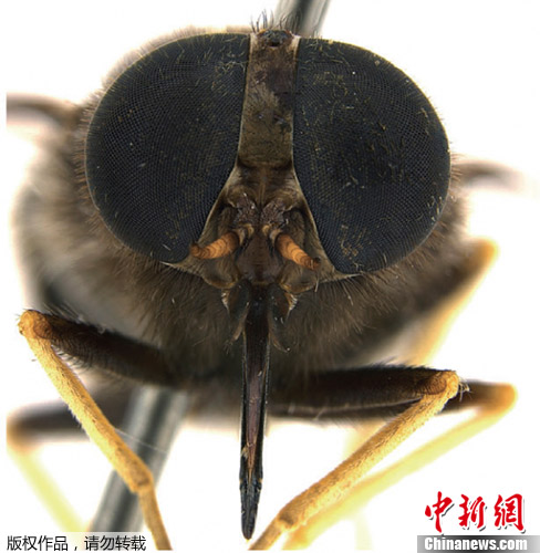 澳大利亚北部发现新品种马蝇