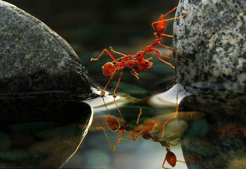 微距镜头下过河的蚂蚁军团(3)