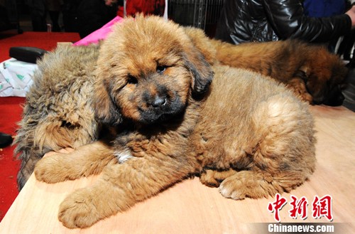 藏獒图片 幼犬出生图片