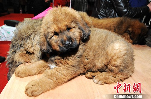 上百只藏獒周末亮相湖南长沙