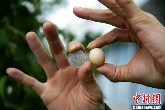 广西现袖珍鸡蛋 仅重6克大小如硬币