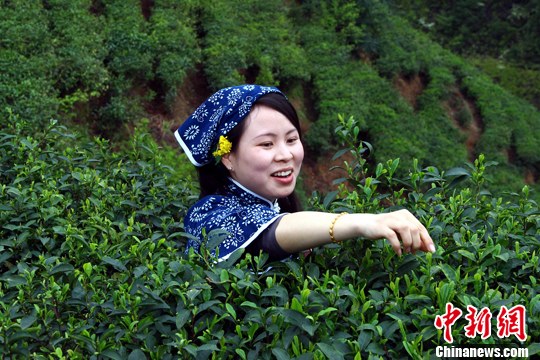 图:江西遂川"采茶女"俏丽多姿采茶忙(2)-中新网