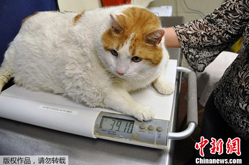 点图查看下一页