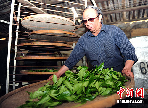 台冻顶乌龙的祖籍园"北苑贡茶"开采(3)