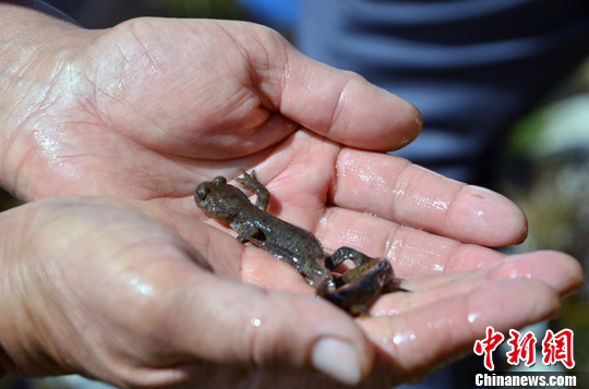 新闻中心 图片新闻   新疆北鲵,俗名娃娃鱼又叫水四脚蛇,是与恐龙同处