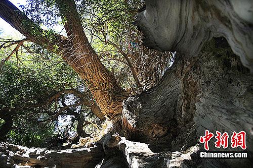 新疆哈密九龙树一根生九树华盖浓遮日