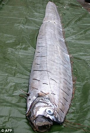 墨西哥海滩现6米长罕见怪鱼(2)