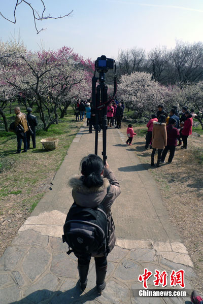 �������ο���ɽ����÷�廨������Ӱ����������