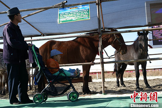 内蒙古锡林浩特举办首届马匹交易会(2)