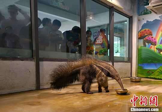 "南美怪兽"大食蚁兽空降无锡