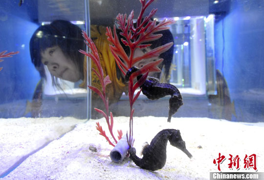 1月20日,游客观赏海马,马年沾"马"光.中新社发 张勇 摄