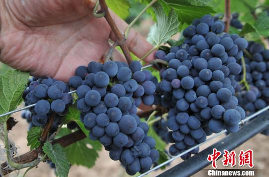 生产葡萄酒的原料黑比诺葡萄. 杨艳敏 摄