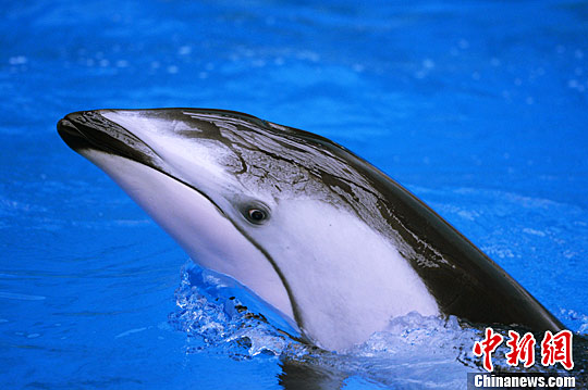 镰鳍海豚首次亮相华北