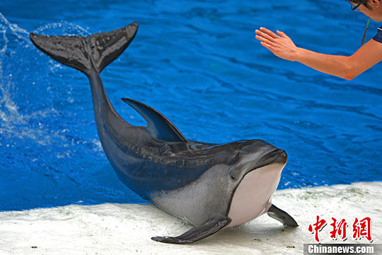 镰鳍海豚首次亮相华北
