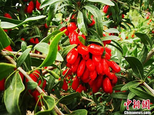 �����˿�ʡ��ժ���ľ���ӭ��轷��ռ�