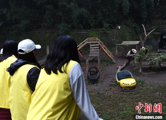 缅甸华裔青少年在重庆与大熊猫近距离接触