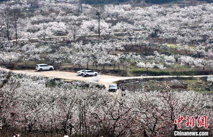 徐州吕梁湖畔十里杏林花如海