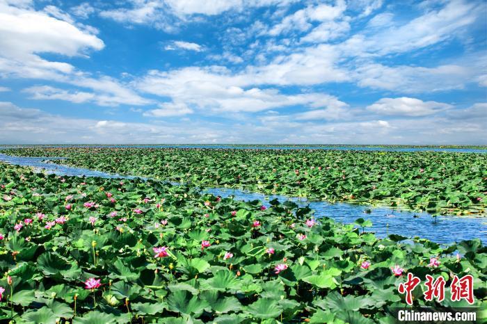 湖北洪湖：万亩荷花绽芬芳