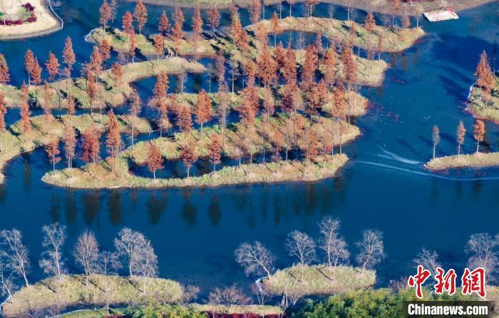 航拍长江下游开沙岛冬日生态美