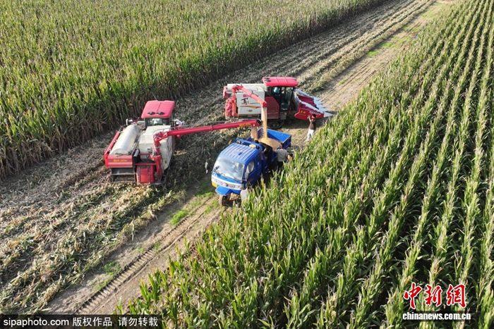 山东滨州：秋收时节抢丰收