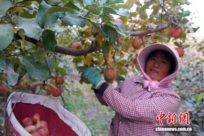 新疆阿拉尔：水果喜获丰收