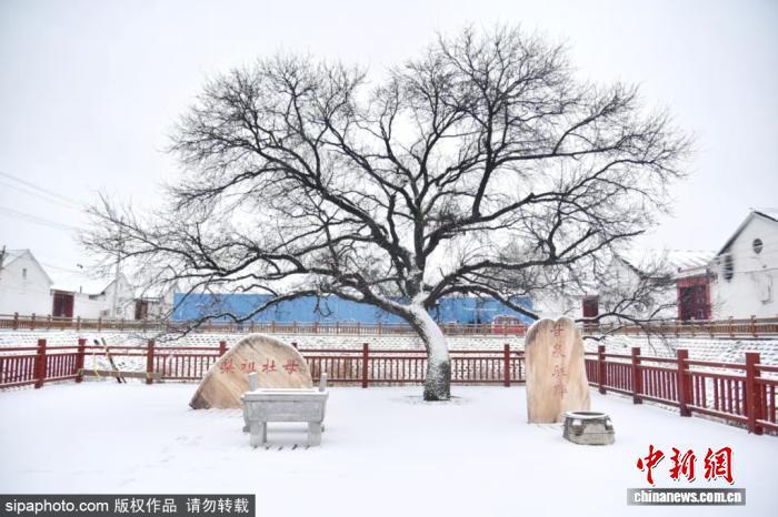 山东滨州：雪后冬景美如画