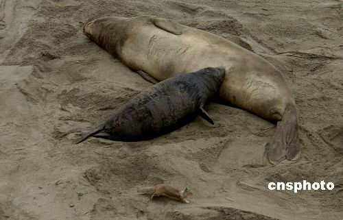 图美国象海豹集体生仔哺乳场面壮观
