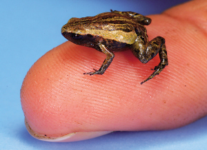 青蛙品种 小型图片