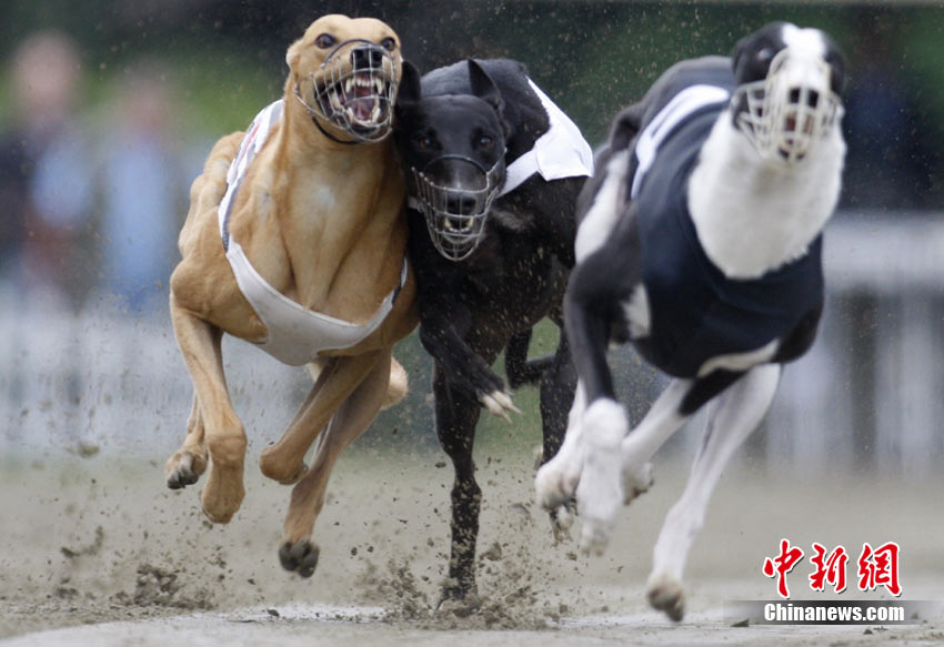 世界赛狗锦标赛众猎犬跑道竞速