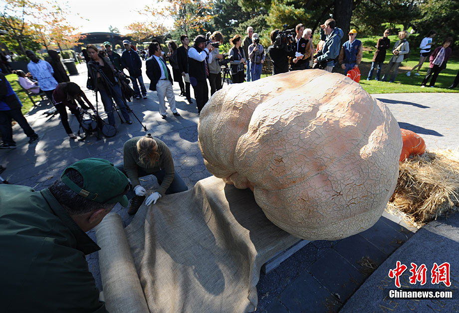 世界最大南瓜重达8212公斤