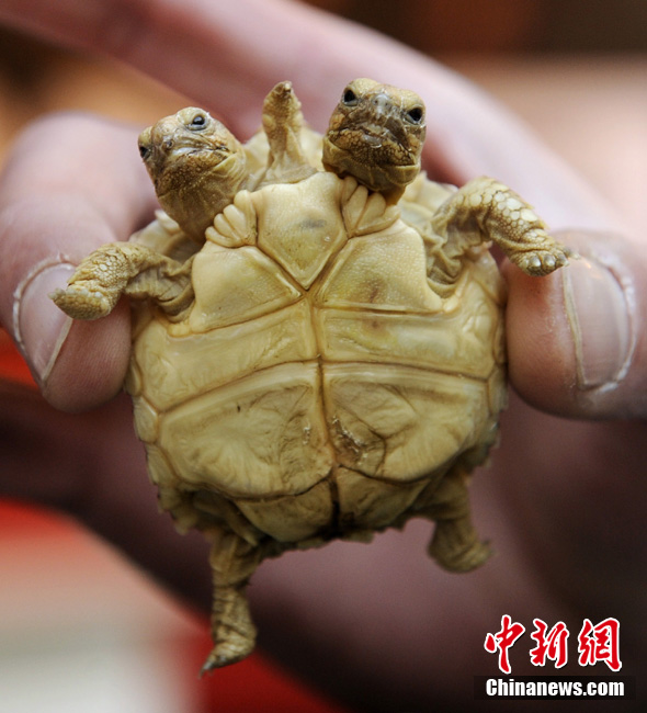 斯洛文尼亚发现双头五腿龟两个头分别起名