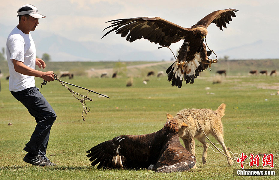 吉尔吉斯斯坦节日上演鹰狼大战