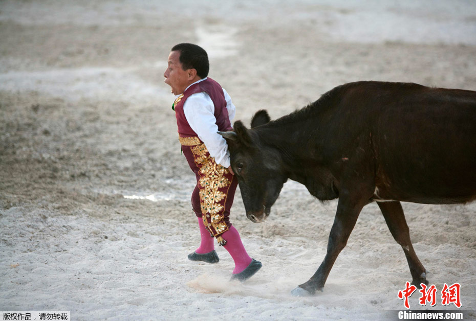 墨西哥马戏团另类斗牛——侏儒斗牛犊 (4/9)