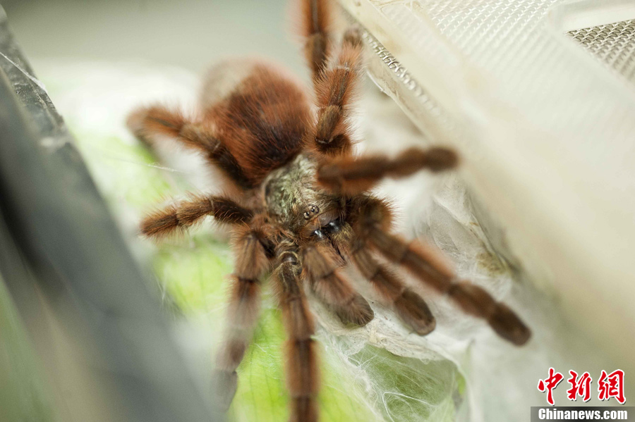 美国旧金山动物园展出巨型蜘蛛 (2/6) 全屏观看"←→" 可以实现快速