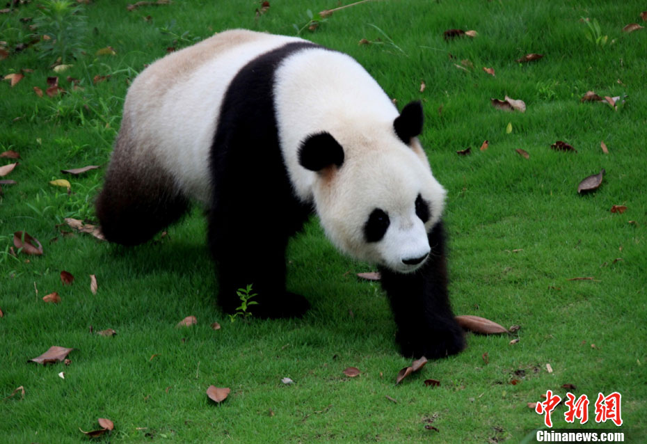 黄山市高温大熊猫登高下水纳凉