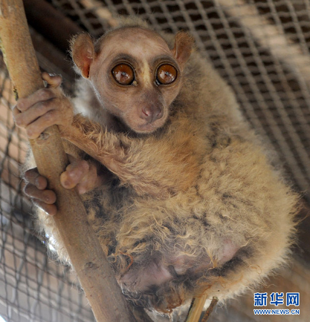 郑州四不像怪物现身村庄被捉