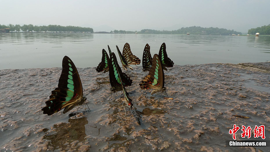 蝴蝶群聚西湖边喝水