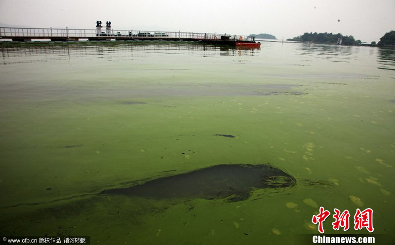 江苏无锡太湖景区蓝藻泛滥成灾