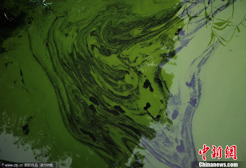 江苏无锡太湖景区蓝藻泛滥成灾