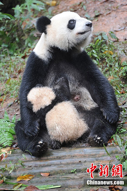 始熊猫圈养图片