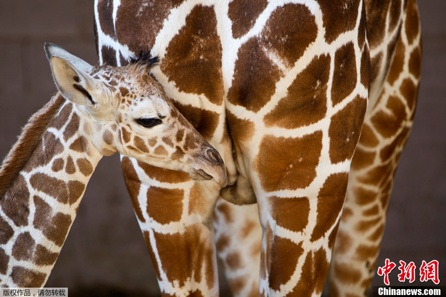实拍出生仅一天的小长颈鹿的可爱模样