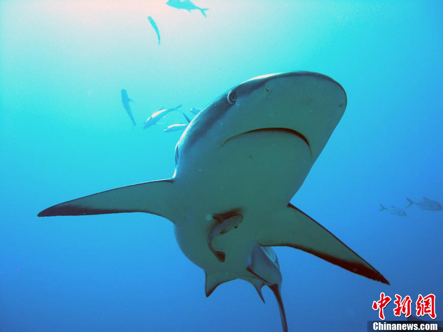 美味背后的代价保护鲨鱼拒吃鱼翅
