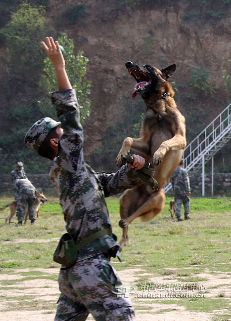 军犬也要考战术二炮军犬训练队探秘