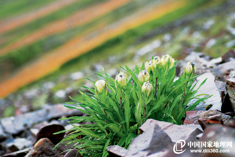 走下神坛的雪莲花16