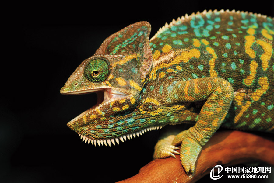 变色龙:哥变得不是颜色是心情