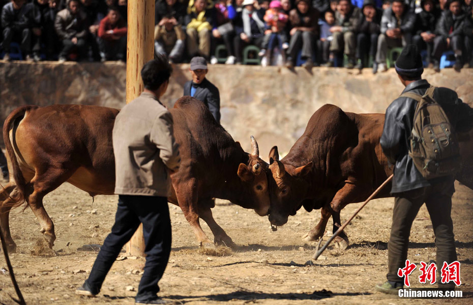 云南苗家"花山节"上演牛王争霸