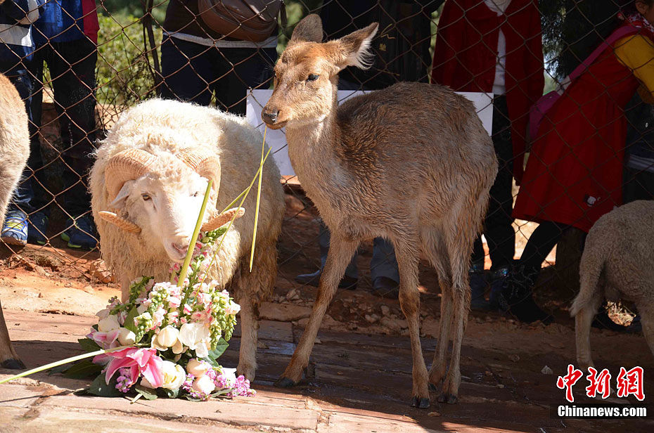 情人节云南野生动物园"羊鹿恋"终成正果
