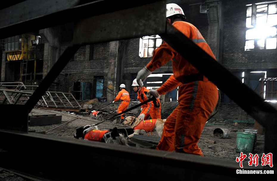 乌鲁木齐消防模拟地震灾害 搜救犬搜索"幸存者"