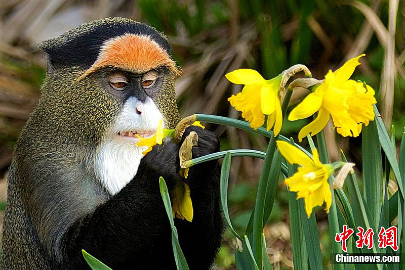 猴子闻花香一脸陶醉相